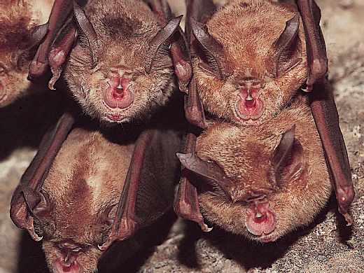 grand-rhinolophe-patrimoine-du-morvan